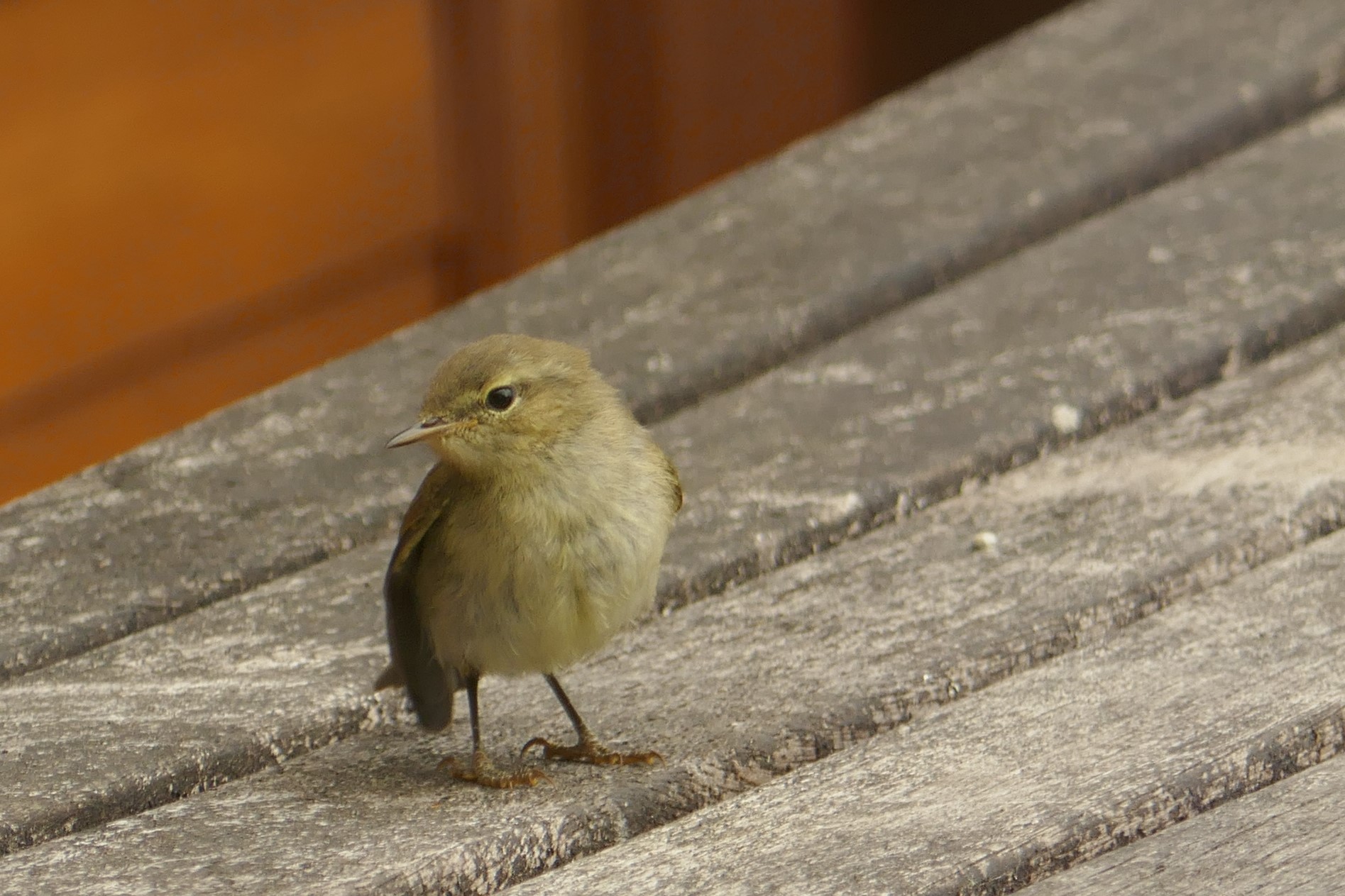 P1080978 (Chiff Chaff)